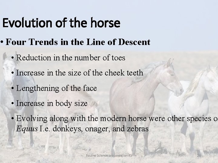 Evolution of the horse • Four Trends in the Line of Descent • Reduction