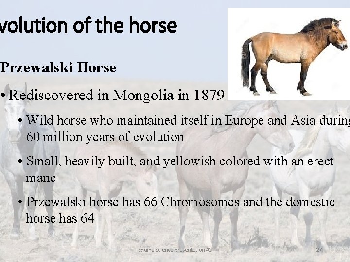 volution of the horse Przewalski Horse • Rediscovered in Mongolia in 1879 • Wild