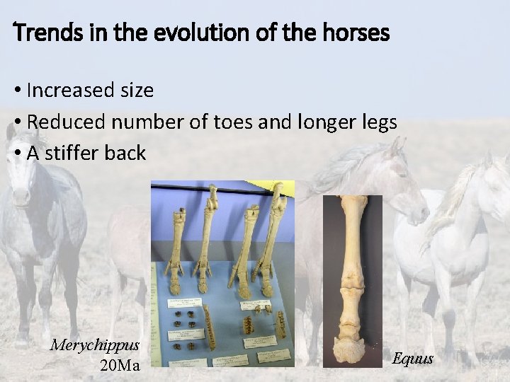 Trends in the evolution of the horses • Increased size • Reduced number of