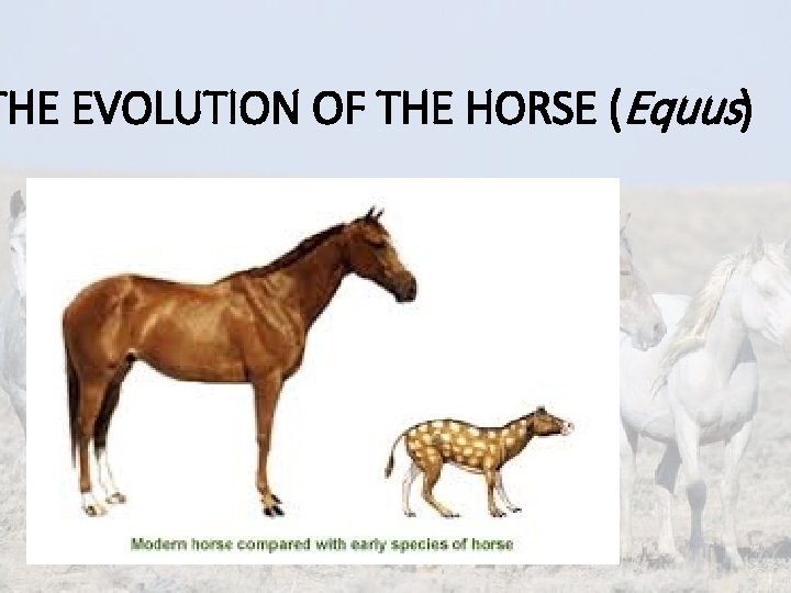 THE EVOLUTION OF THE HORSE (Equus) 