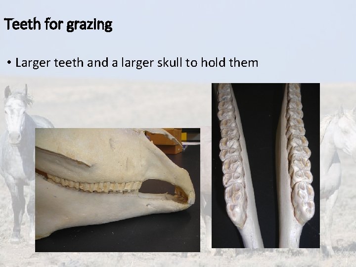 Teeth for grazing • Larger teeth and a larger skull to hold them 