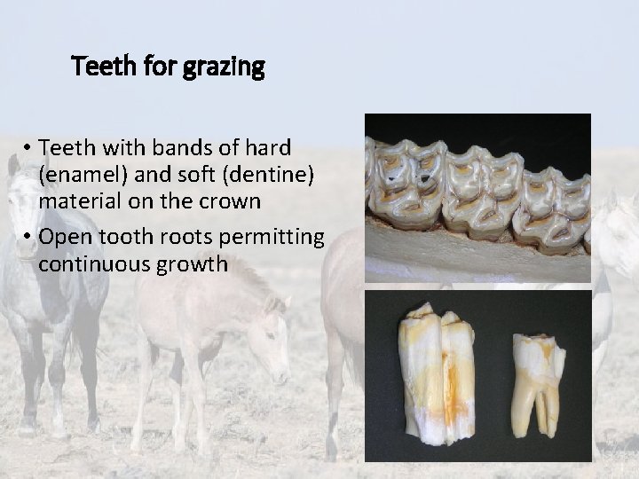 Teeth for grazing • Teeth with bands of hard (enamel) and soft (dentine) material Teeth for grazing • Teeth with bands of hard (enamel) and soft (dentine) material