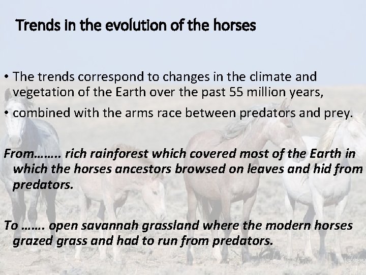 Trends in the evolution of the horses • The trends correspond to changes in