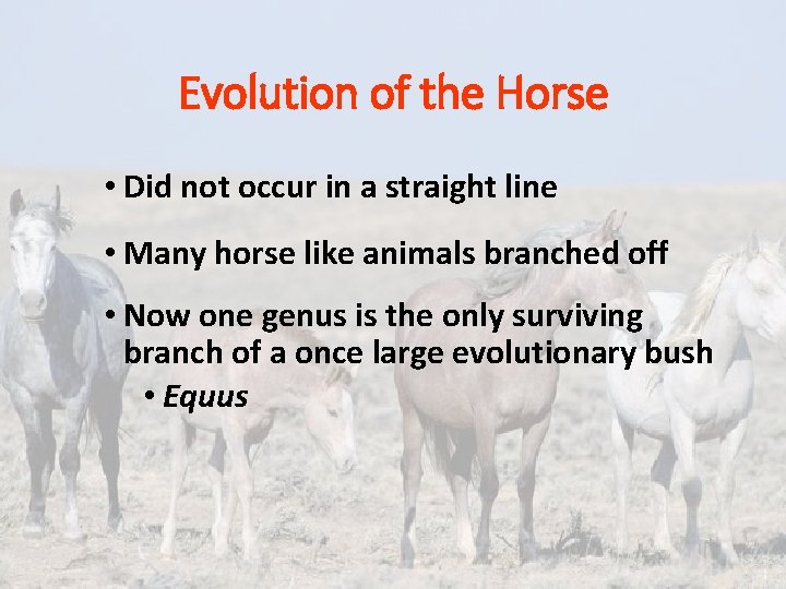 Evolution of the Horse • Did not occur in a straight line • Many Evolution of the Horse • Did not occur in a straight line • Many