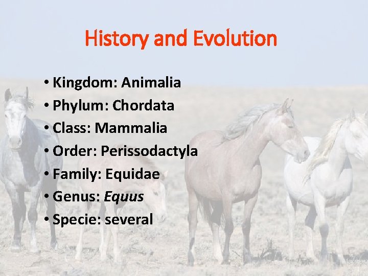 History and Evolution • Kingdom: Animalia • Phylum: Chordata • Class: Mammalia • Order: