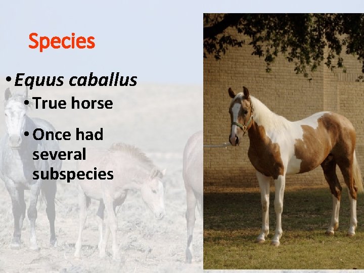 Species • Equus caballus • True horse • Once had several subspecies Species • Equus caballus • True horse • Once had several subspecies