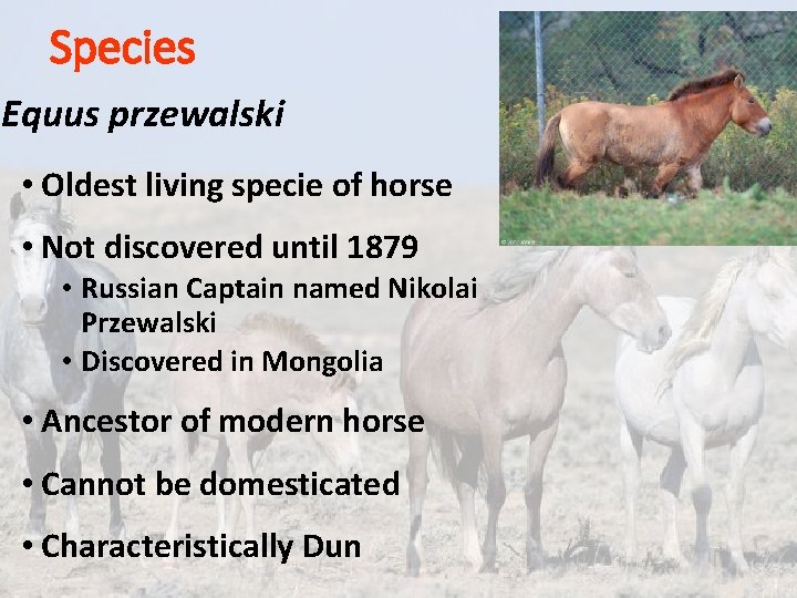 Species Equus przewalski • Oldest living specie of horse • Not discovered until 1879 Species Equus przewalski • Oldest living specie of horse • Not discovered until 1879
