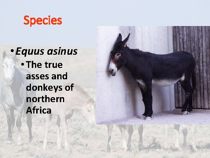 Species • Equus asinus • The true asses and donkeys of northern Africa 