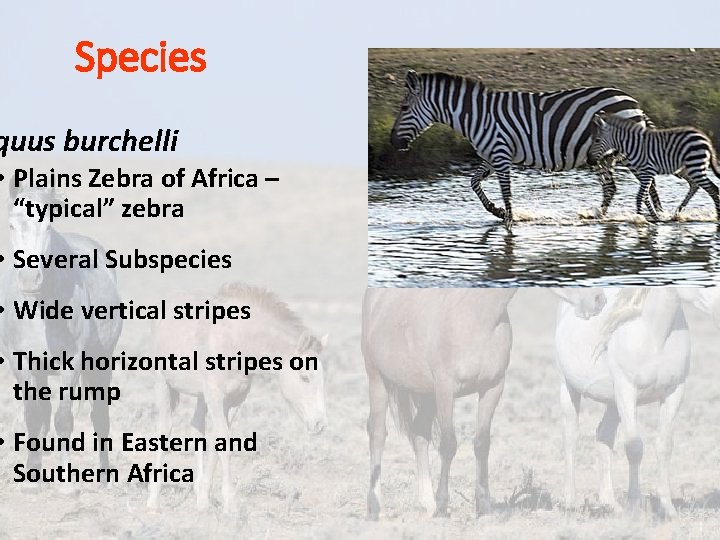 Species quus burchelli • Plains Zebra of Africa – “typical” zebra • Several Subspecies