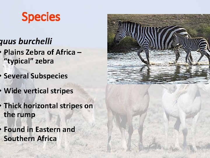 Species quus burchelli • Plains Zebra of Africa – “typical” zebra • Several Subspecies Species quus burchelli • Plains Zebra of Africa – “typical” zebra • Several Subspecies