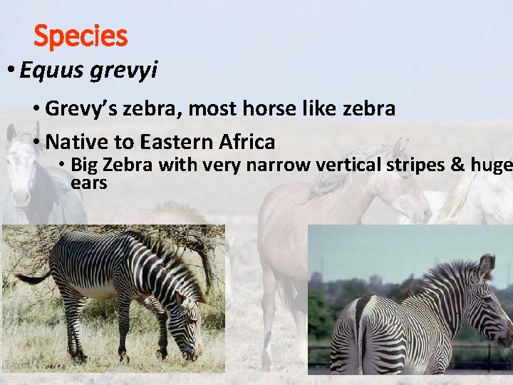 Species • Equus grevyi • Grevy’s zebra, most horse like zebra • Native to Species • Equus grevyi • Grevy’s zebra, most horse like zebra • Native to