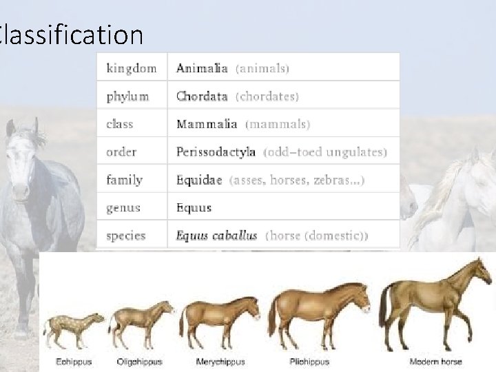 Classification Equine Science presentation #1 4 