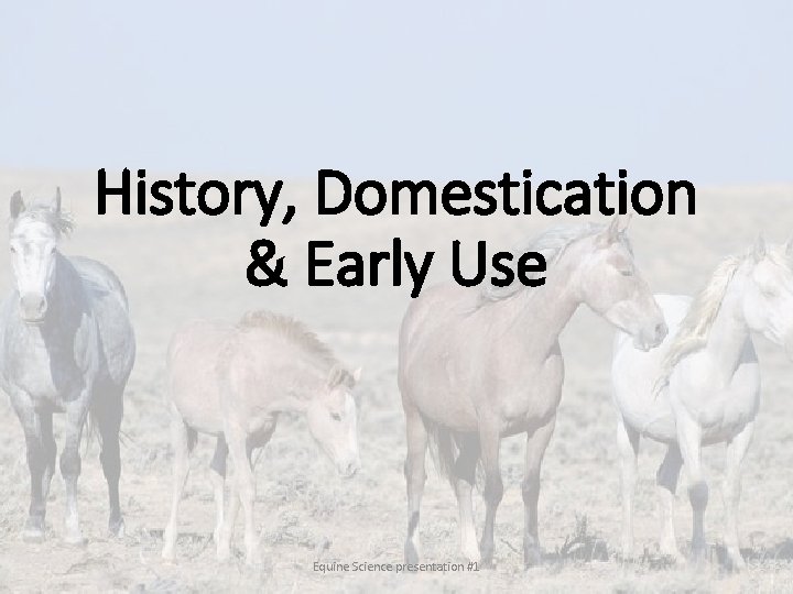 History, Domestication & Early Use Equine Science presentation #1 History, Domestication & Early Use Equine Science presentation #1