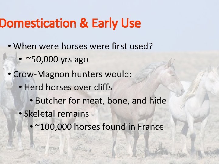 Domestication & Early Use • When were horses were first used? • ~50, 000