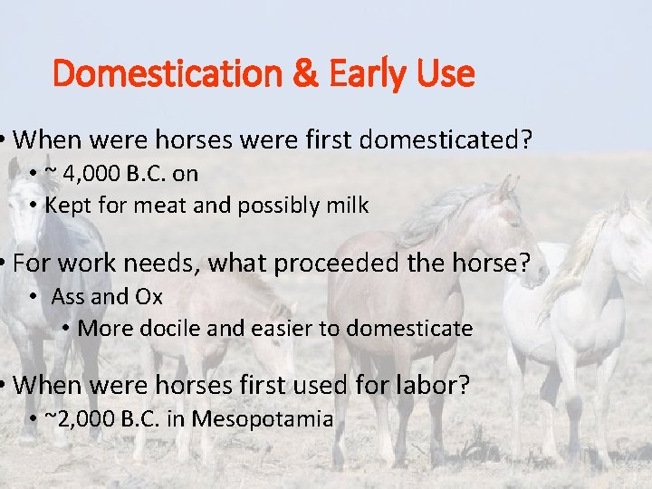 Domestication & Early Use • When were horses were first domesticated? • ~ 4,