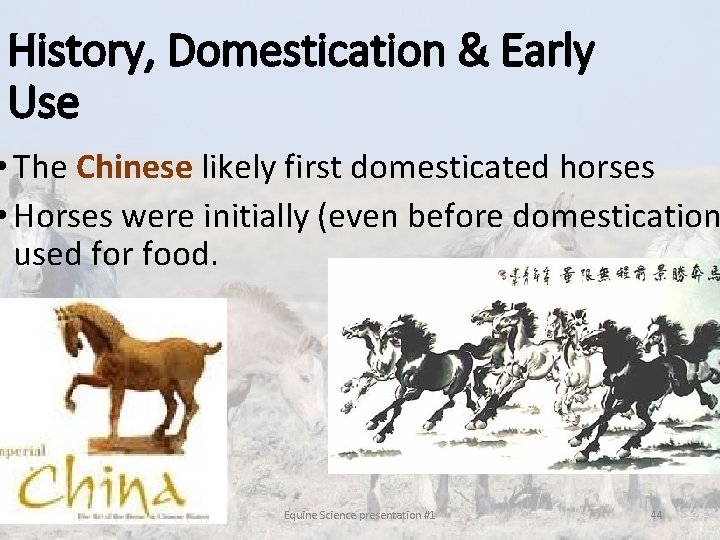 History, Domestication & Early Use • The Chinese likely first domesticated horses • Horses History, Domestication & Early Use • The Chinese likely first domesticated horses • Horses