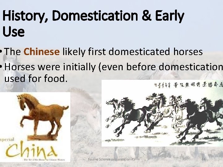 History, Domestication & Early Use • The Chinese likely first domesticated horses • Horses