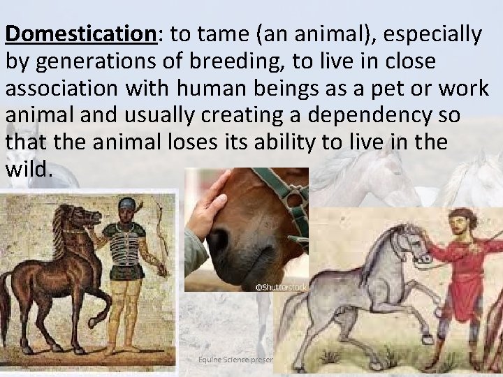  • Domestication: to tame (an animal), especially by generations of breeding, to live