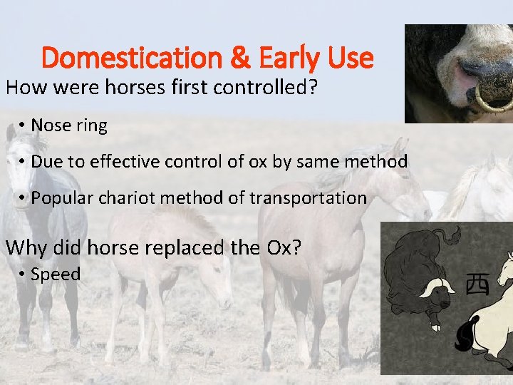 Domestication & Early Use • How were horses first controlled? • Nose ring •