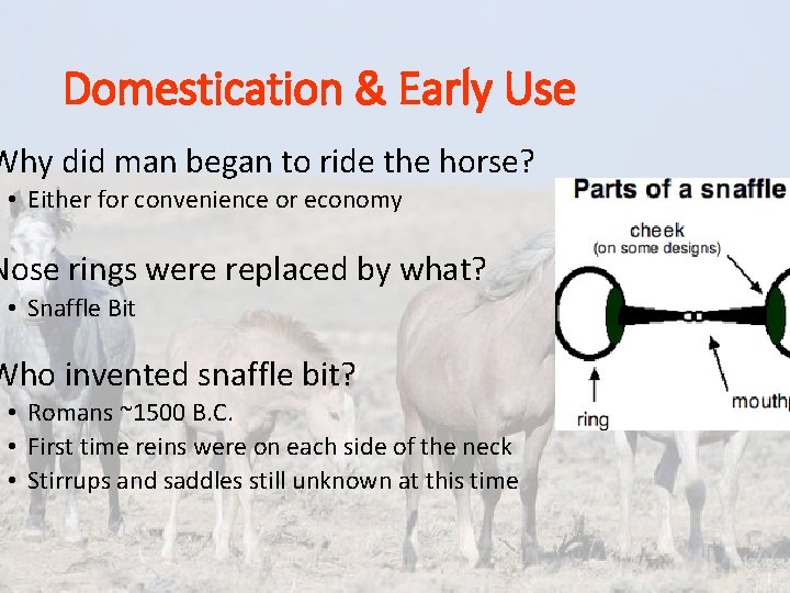 Domestication & Early Use Why did man began to ride the horse? • Either