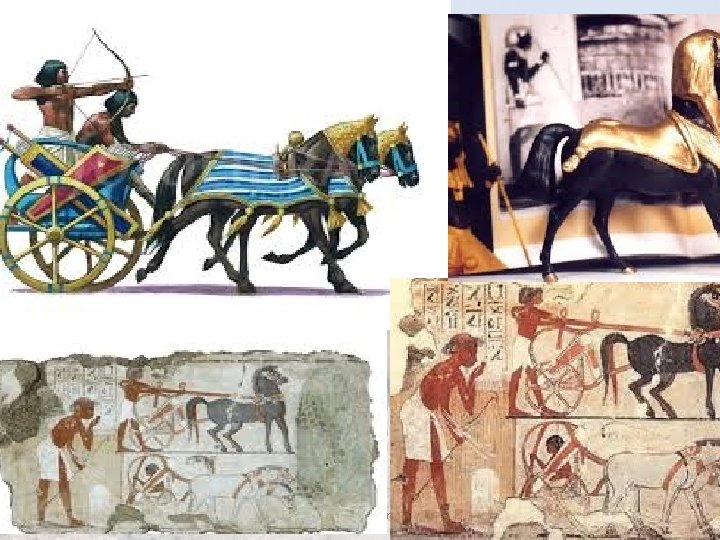 Equine Science presentation #1 49 Equine Science presentation #1 49