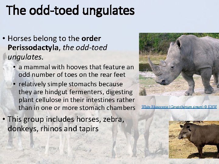The odd-toed ungulates • Horses belong to the order Perissodactyla, the odd-toed ungulates. •