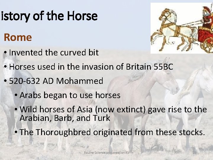 History of the Horse Rome • Invented the curved bit • Horses used in