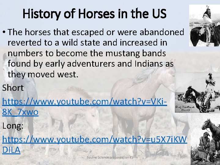 History of Horses in the US • The horses that escaped or were abandoned