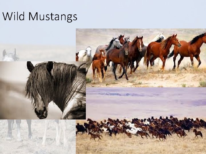 Wild Mustangs Equine Science presentation #1 56 Wild Mustangs Equine Science presentation #1 56