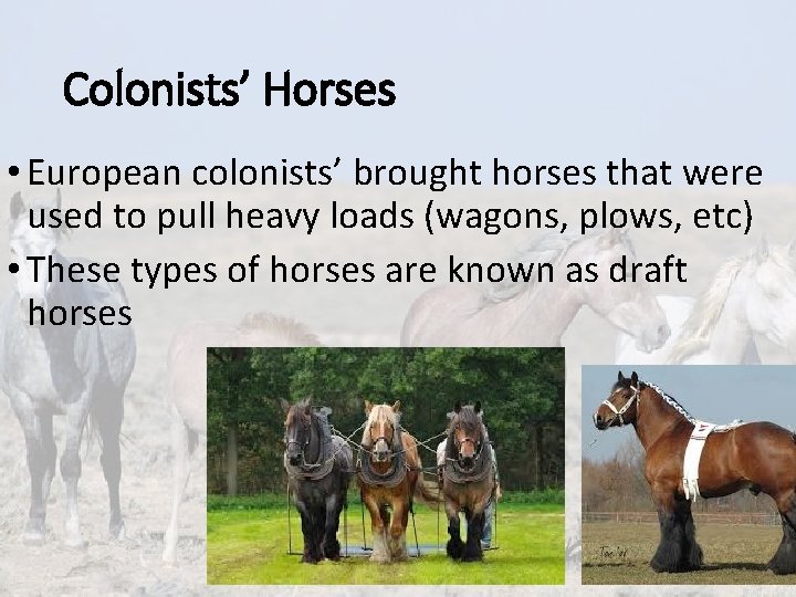 Colonists’ Horses • European colonists’ brought horses that were used to pull heavy loads Colonists’ Horses • European colonists’ brought horses that were used to pull heavy loads