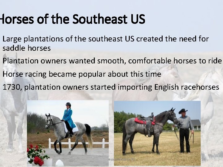 Horses of the Southeast US • Large plantations of the southeast US created the Horses of the Southeast US • Large plantations of the southeast US created the