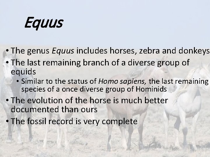Equus • The genus Equus includes horses, zebra and donkeys • The last remaining