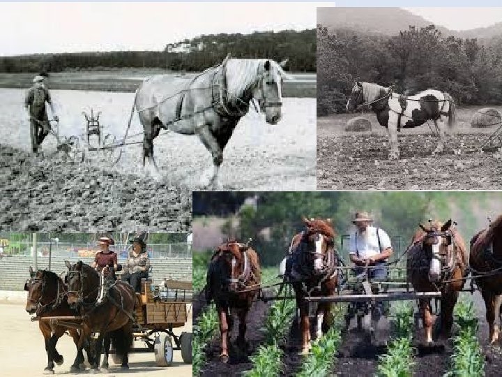 Equine Science presentation #1 61 Equine Science presentation #1 61