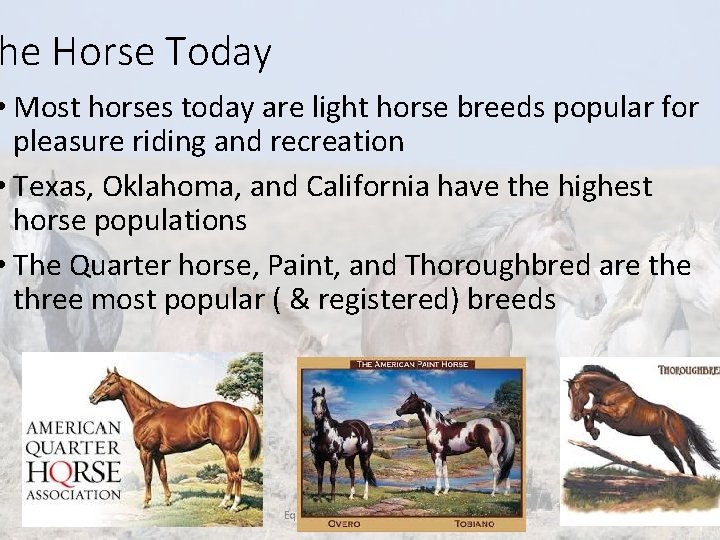 he Horse Today • Most horses today are light horse breeds popular for pleasure he Horse Today • Most horses today are light horse breeds popular for pleasure