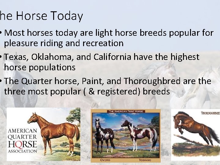 he Horse Today • Most horses today are light horse breeds popular for pleasure