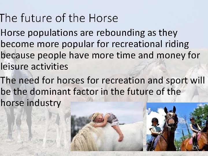 The future of the Horse populations are rebounding as they become more popular for