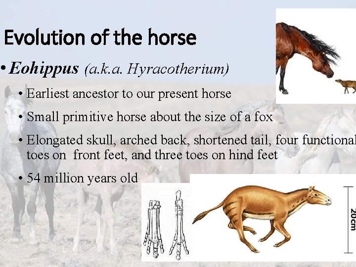 Evolution of the horse • Eohippus (a. k. a. Hyracotherium) • Earliest ancestor to
