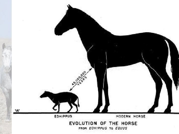 Equine Science presentation #1 8 