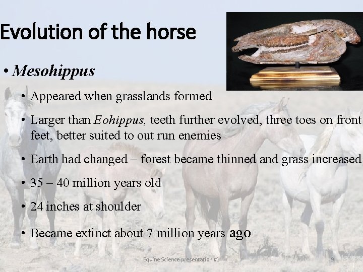 Evolution of the horse • Mesohippus • Appeared when grasslands formed • Larger than