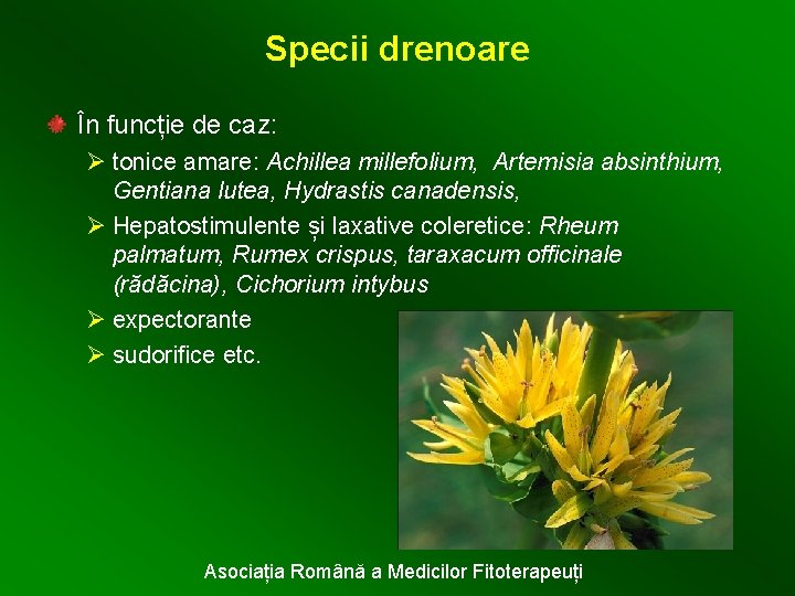 Specii drenoare În funcție de caz: Ø tonice amare: Achillea millefolium, Artemisia absinthium, Gentiana