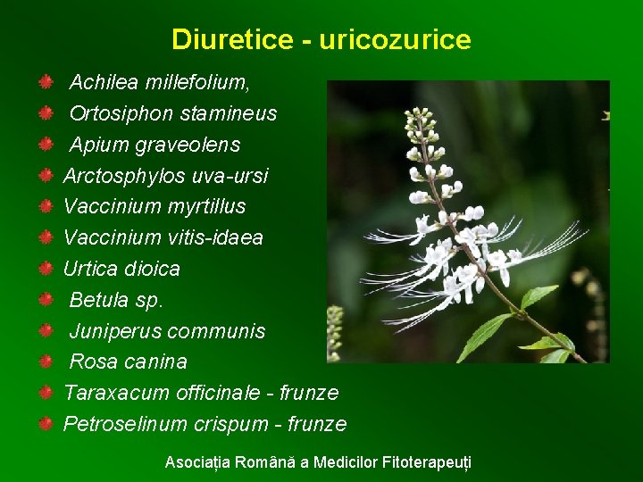 Diuretice - uricozurice Achilea millefolium, Ortosiphon stamineus Apium graveolens Arctosphylos uva-ursi Vaccinium myrtillus Vaccinium