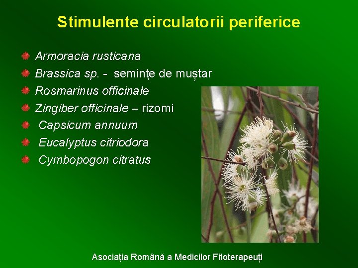 Stimulente circulatorii periferice Armoracia rusticana Brassica sp. - semințe de muștar Rosmarinus officinale Zingiber