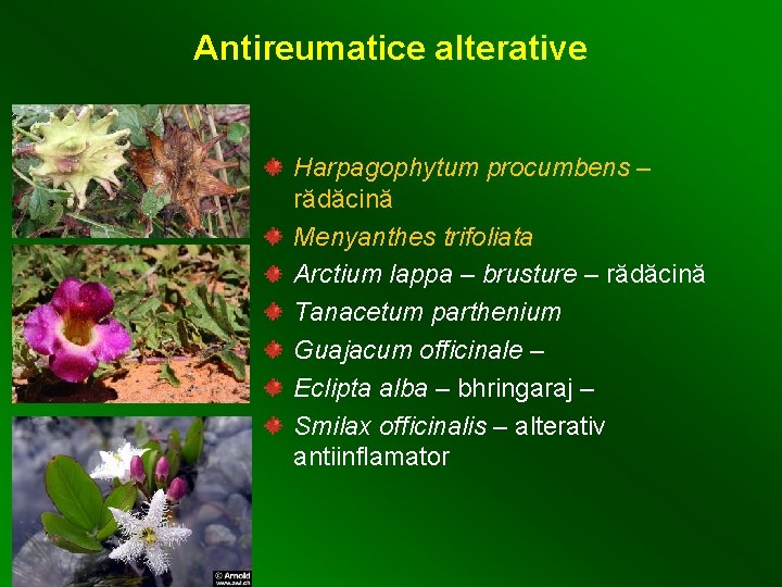 Antireumatice alterative Harpagophytum procumbens – rădăcină Menyanthes trifoliata Arctium lappa – brusture – rădăcină