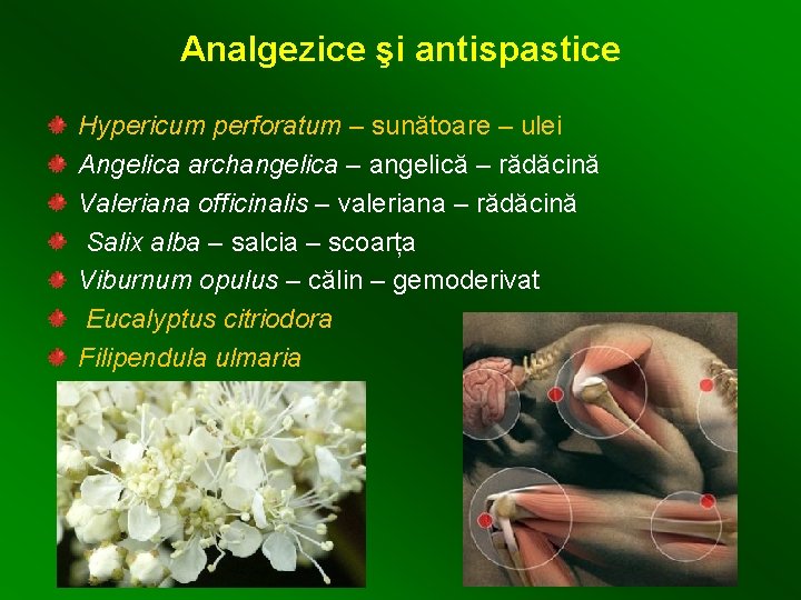 Analgezice şi antispastice Hypericum perforatum – sunătoare – ulei Angelica archangelica – angelică –