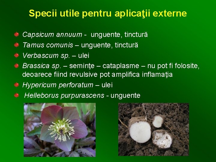 Specii utile pentru aplicaţii externe Capsicum annuum - unguente, tinctură Tamus comunis – unguente,
