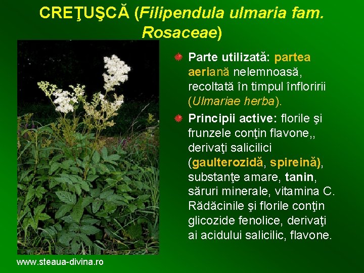 CREŢUŞCĂ (Filipendula ulmaria fam. Rosaceae) Parte utilizată: partea aeriană nelemnoasă, recoltată în timpul înfloririi