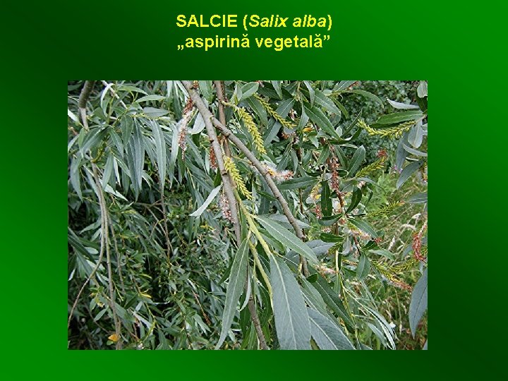 SALCIE (Salix alba) „aspirină vegetală” 