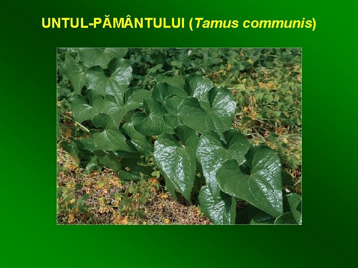 UNTUL-PĂM NTULUI (Tamus communis) 