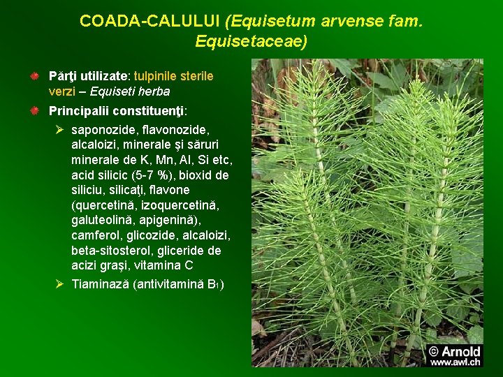 COADA-CALULUI (Equisetum arvense fam. Equisetaceae) Părţi utilizate: tulpinile sterile verzi – Equiseti herba Principalii
