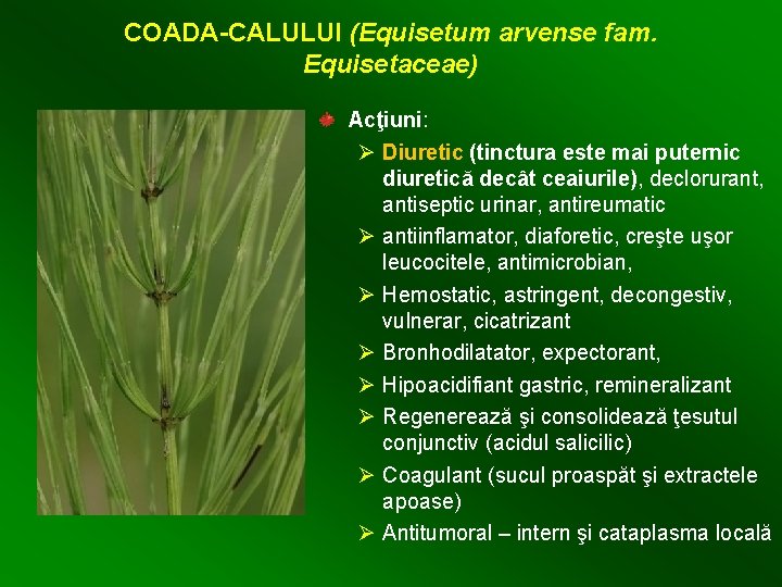 COADA-CALULUI (Equisetum arvense fam. Equisetaceae) Acţiuni: Ø Diuretic (tinctura este mai puternic diuretică decât